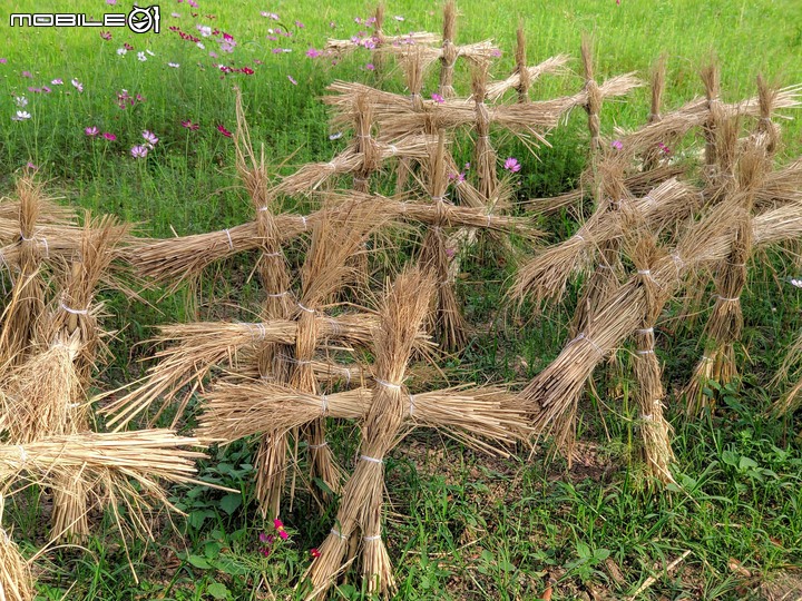 波斯菊花海+毛茉莉 台南市後壁區南80鄉道 11/16