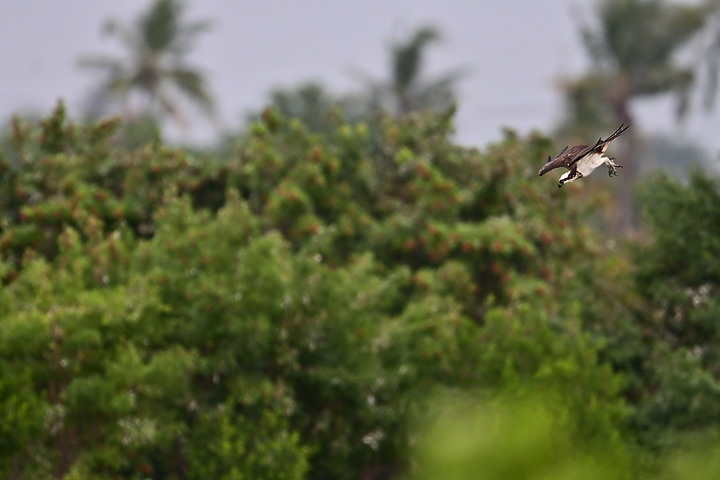 點我看大圖 Z50+600mm+1.4X遠距拍魚鷹,動態區域AF跟得上,但需高速記憶卡。