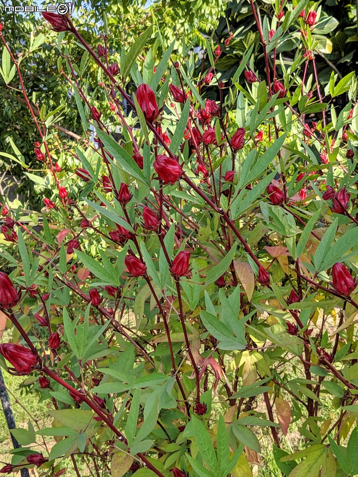 蝴蝶 台南市安南區歷史博物館 11/09