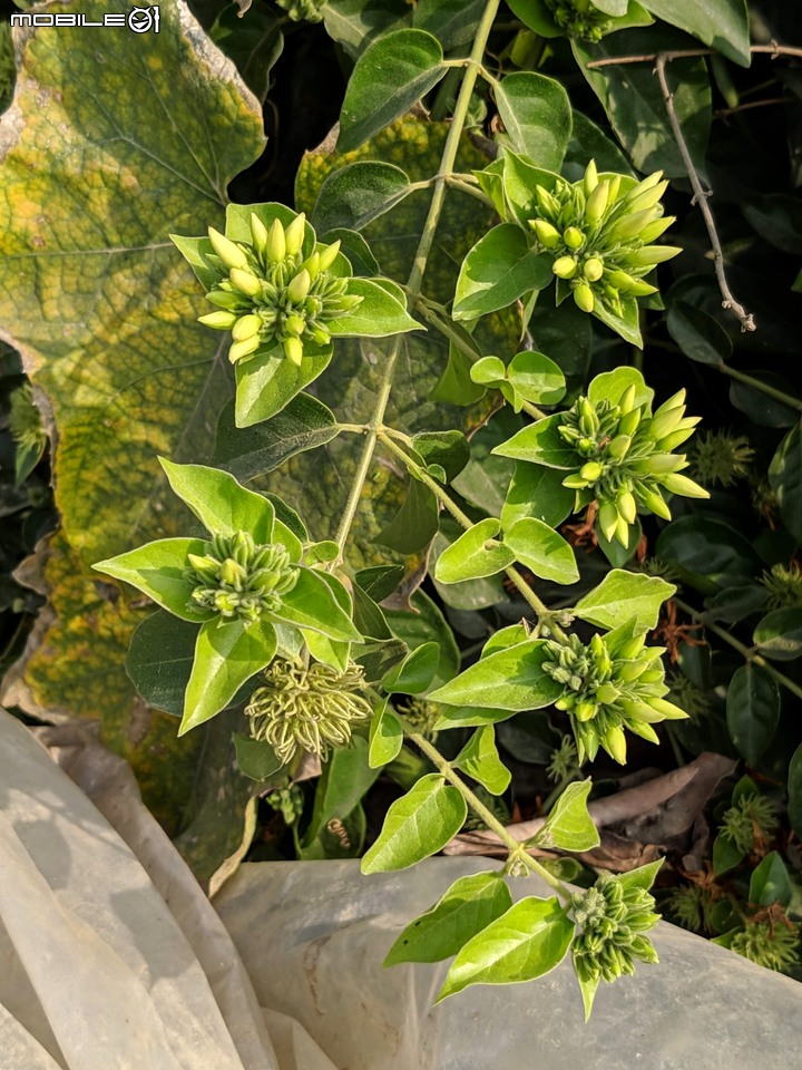 波斯菊花海+毛茉莉 台南市後壁區南80鄉道 11/16