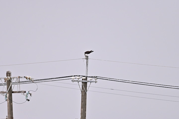 點我看大圖 Z50+600mm+1.4X遠距拍魚鷹,動態區域AF跟得上,但需高速記憶卡。