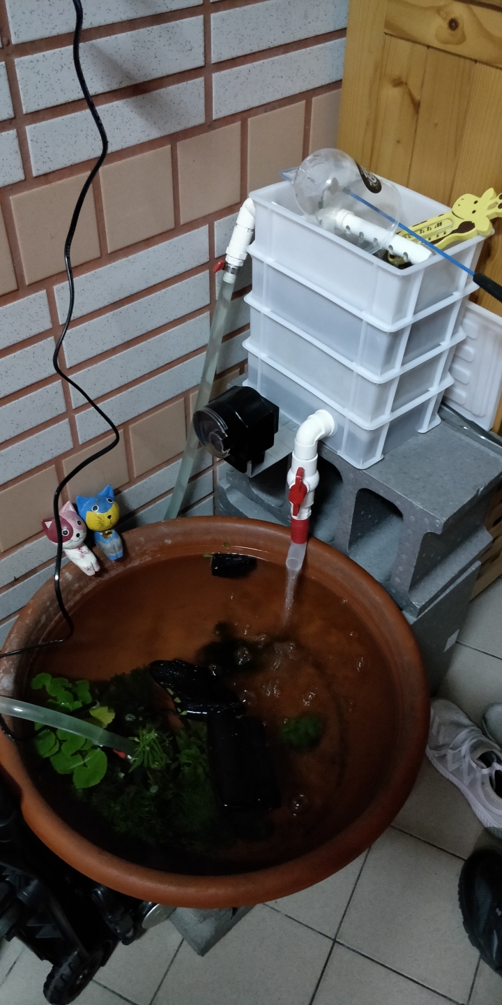 獅頭金魚全都掰掰了
