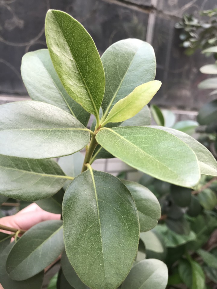 請問這是什麼樹呢？