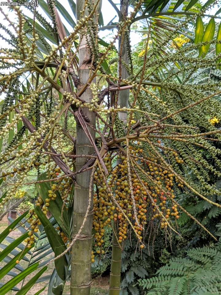 洋紫荊 高雄市橋頭區橋頭糖廠 11/01