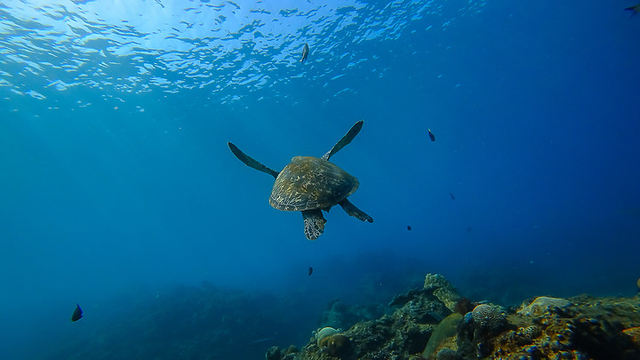191110 上周末的小琉球潛水記錄.....
