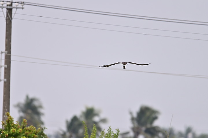 點我看大圖 Z50+600mm+1.4X遠距拍魚鷹,動態區域AF跟得上,但需高速記憶卡。