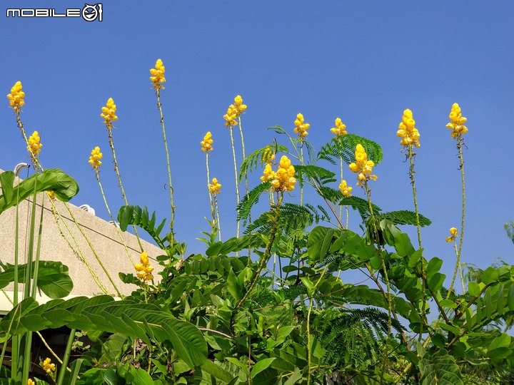 小花蔓澤蘭 台南市歸仁區台86旁便道 11/10