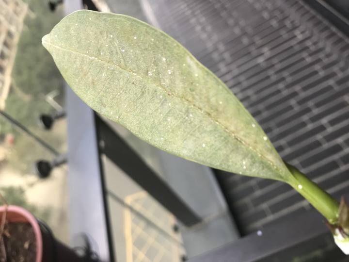 雞蛋花生病了