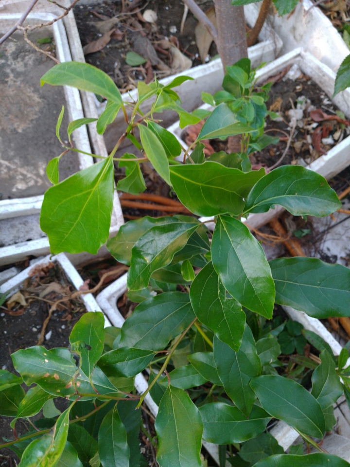 請問植物名字