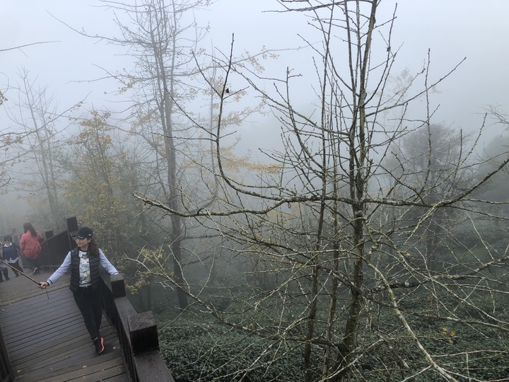 鹿谷大崙山觀景區散步遊