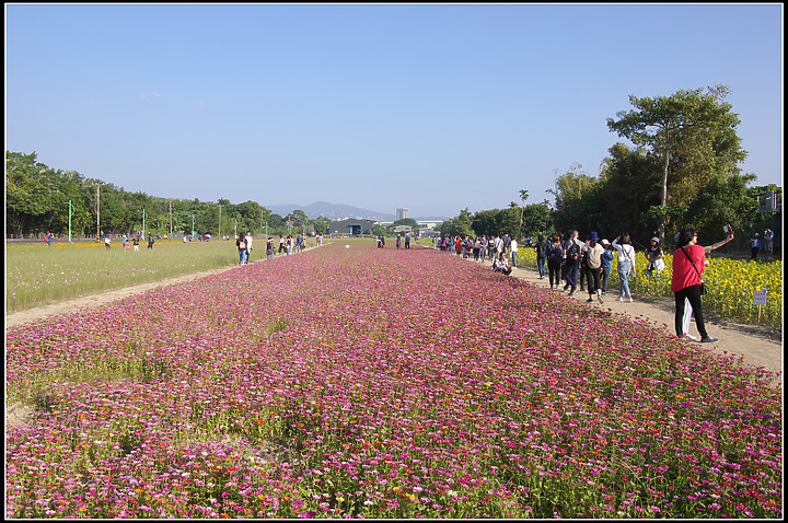 關渡花海