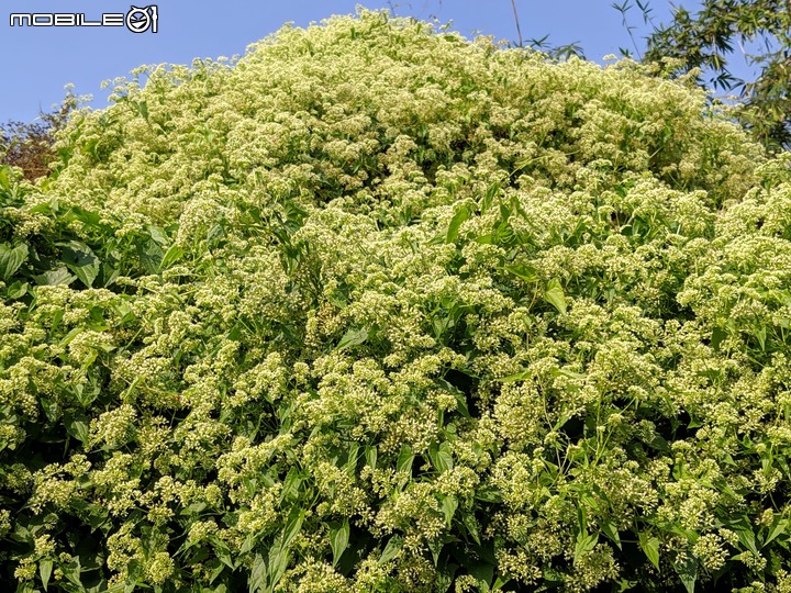 小花蔓澤蘭 台南市歸仁區台86旁便道 11/10