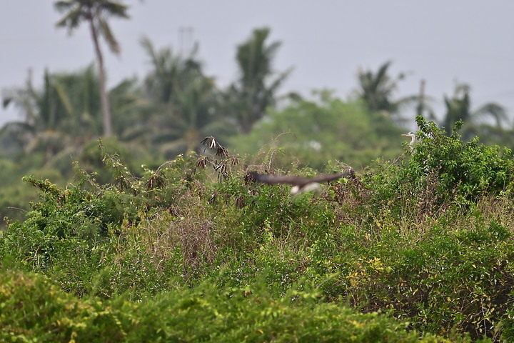 點我看大圖 Z50+600mm+1.4X遠距拍魚鷹,動態區域AF跟得上,但需高速記憶卡。