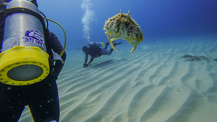 191110 上周末的小琉球潛水記錄.....