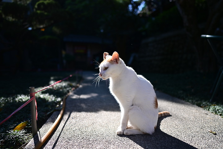 Nikon Z 24mm f/1.8 S 評測報告|體驗廣角大光圈的美好!