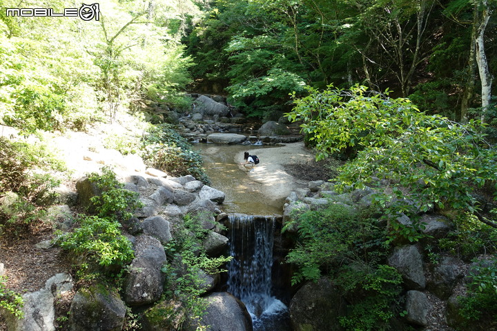 宮島就是要上弥山(彌山)
