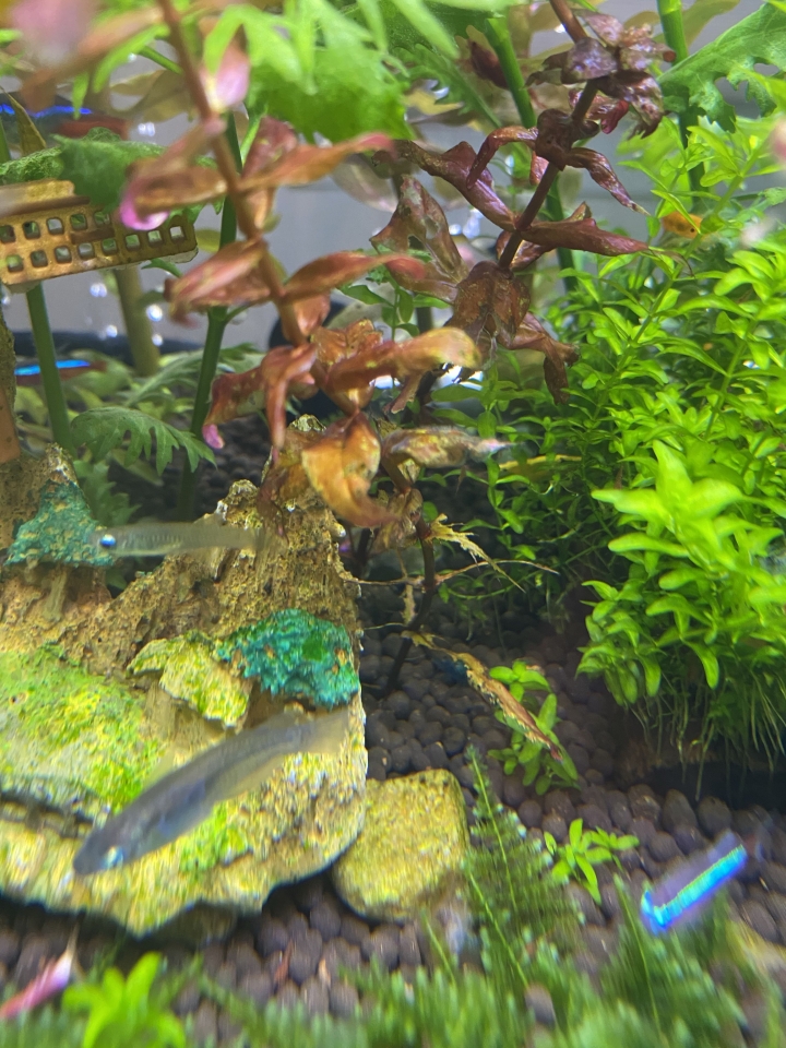 水草蝦缸求救