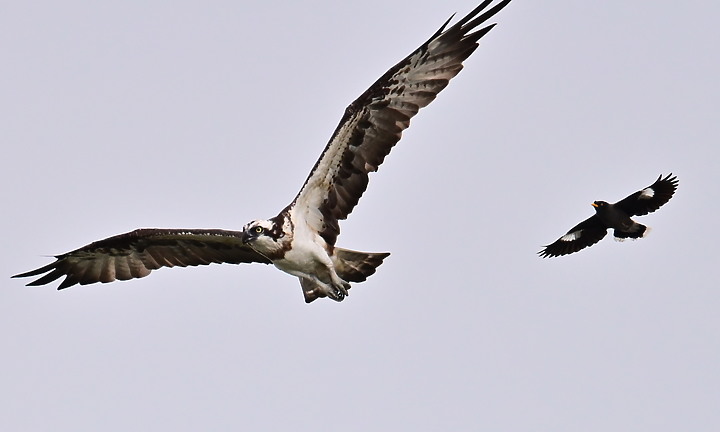 點我看大圖 Z50+600mm+1.4X遠距拍魚鷹,動態區域AF跟得上,但需高速記憶卡。