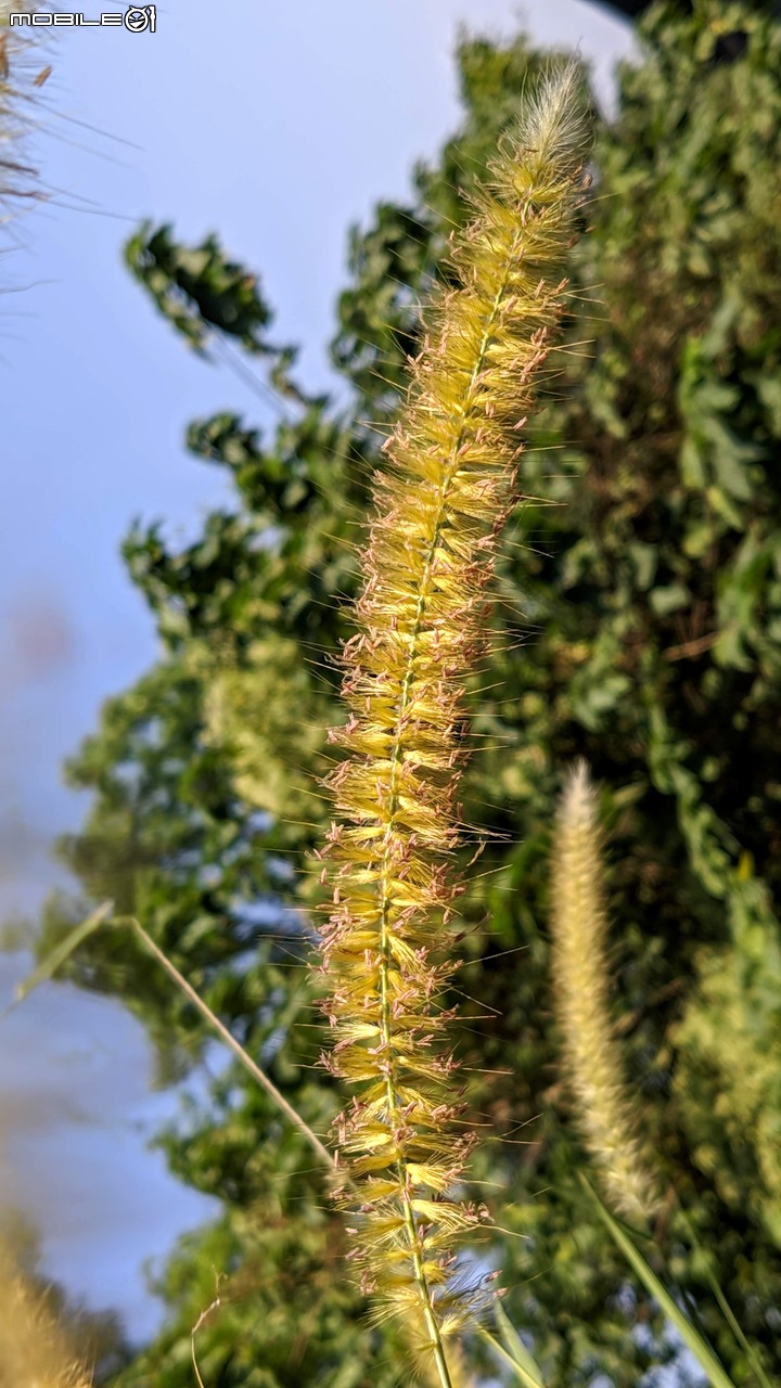 小花蔓澤蘭 台南市歸仁區台86旁便道 11/10