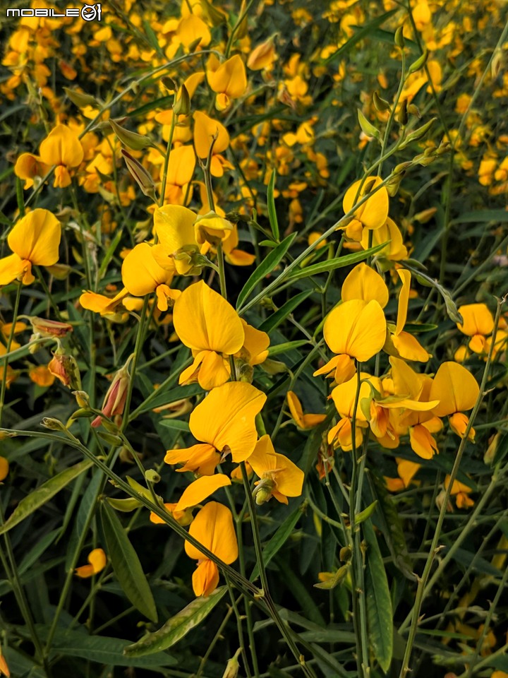 波斯菊花海+毛茉莉 台南市後壁區南80鄉道 11/16