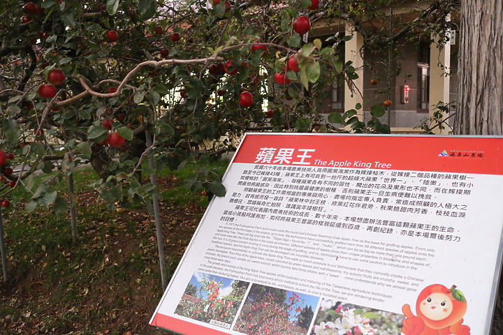 福壽長春茶包分享