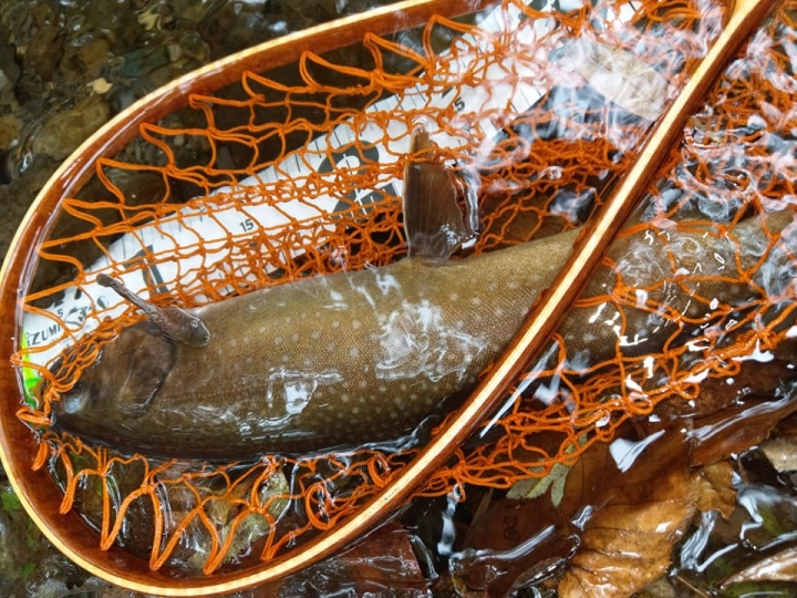 Fishing Traveler (環球釣者) - 感謝日本Huerco職業釣手帶釣 - 巨物狗鮭和粉紅鮭的逆襲、日本雨鱒、彩虹鱒爆釣！- Part 2
