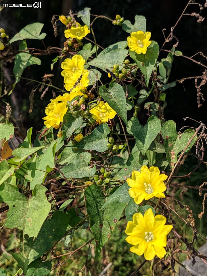 小花蔓澤蘭 台南市歸仁區台86旁便道 11/10