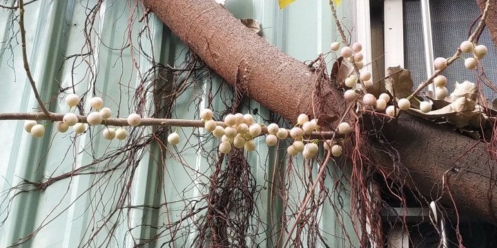 詢問植物名（綠繡眼愛吃）