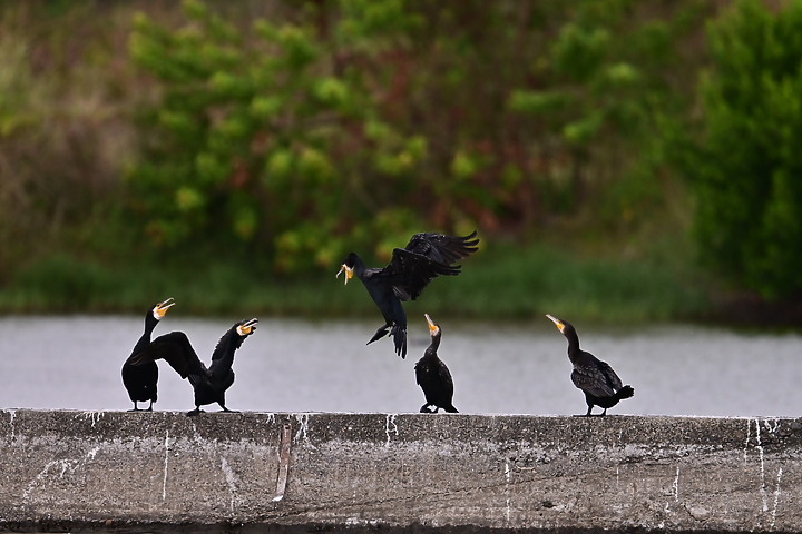 點我看大圖 Z50+600mm+1.4X遠距拍魚鷹,動態區域AF跟得上,但需高速記憶卡。