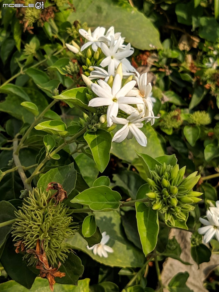 波斯菊花海+毛茉莉 台南市後壁區南80鄉道 11/16