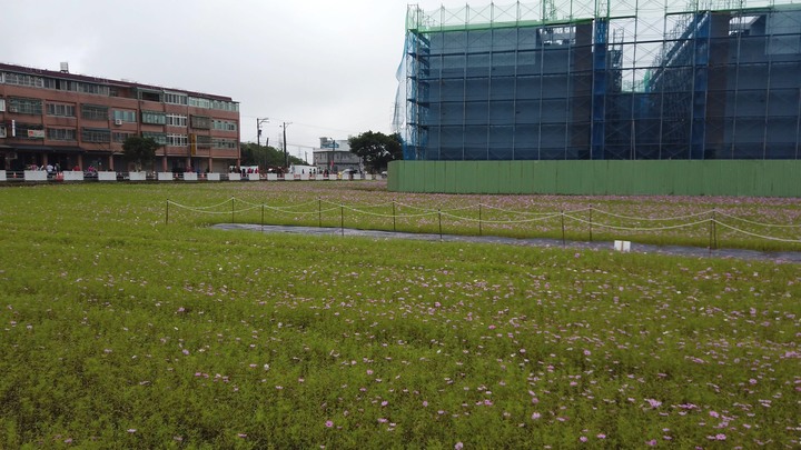 [樂山童盟] [桃園楊梅] 2019桃園仙草花節~紫色地毯閃亮你的眼