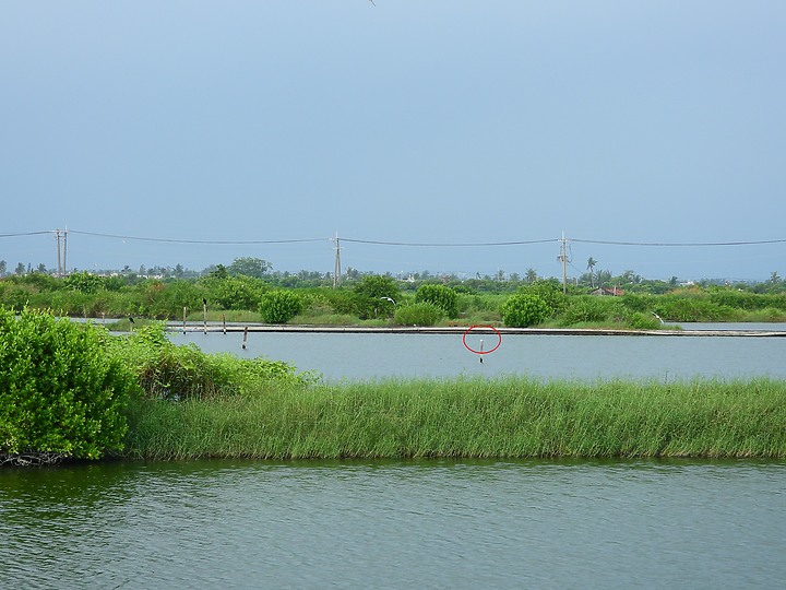 點我看大圖 Z50+600mm+1.4X遠距拍魚鷹,動態區域AF跟得上,但需高速記憶卡。