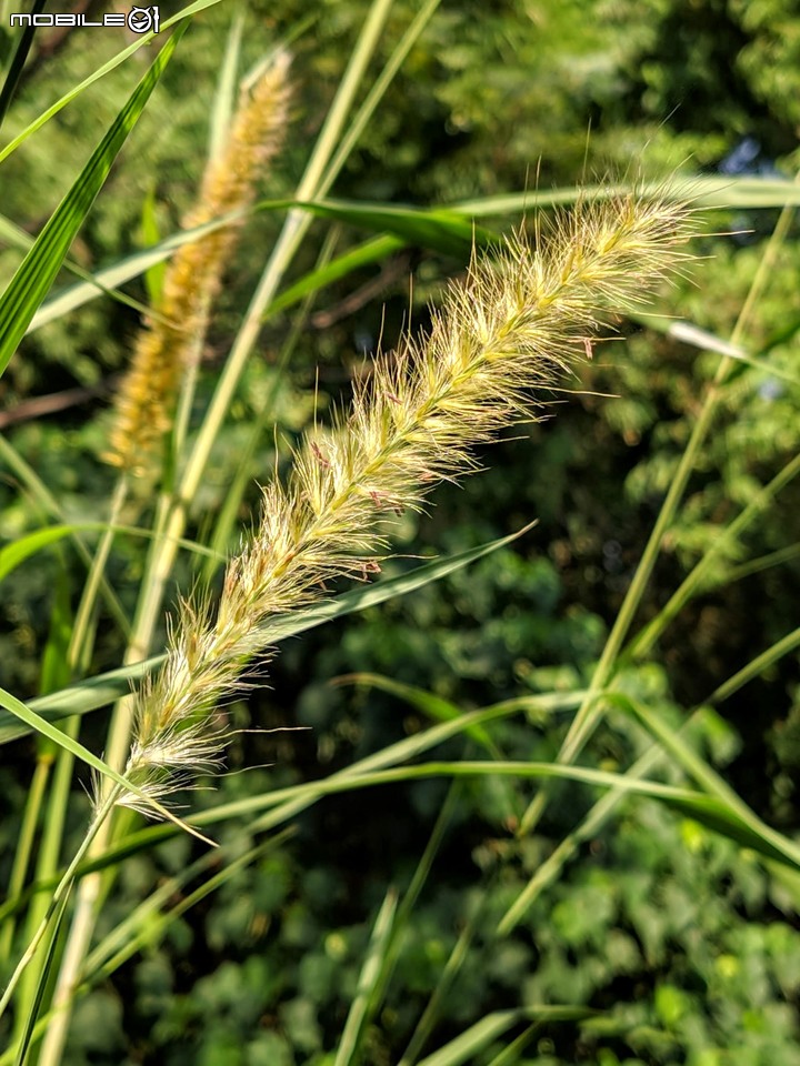 小花蔓澤蘭 台南市歸仁區台86旁便道 11/10