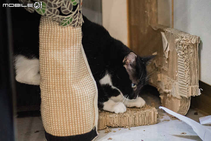 搞定喵星人的清潔課題 。 LG A9+ 濕拖無線吸塵器測試分享