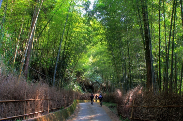 木馬古道風雲【策馬入林、東斜西堵、上塌下突、十面埋伏之竹林陣】