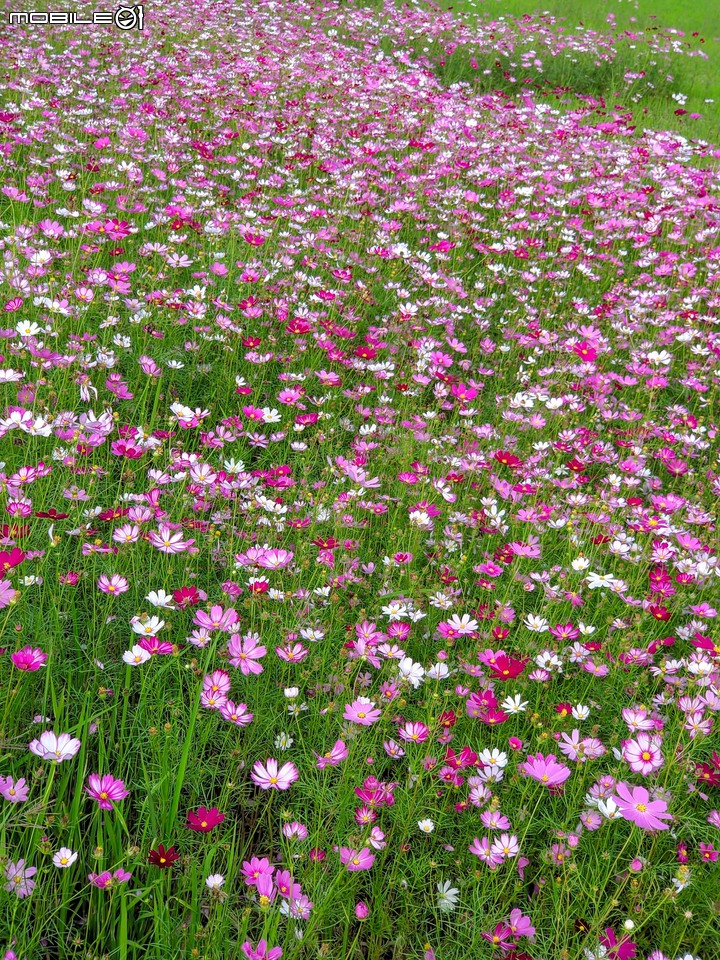 波斯菊花海+毛茉莉 台南市後壁區南80鄉道 11/16