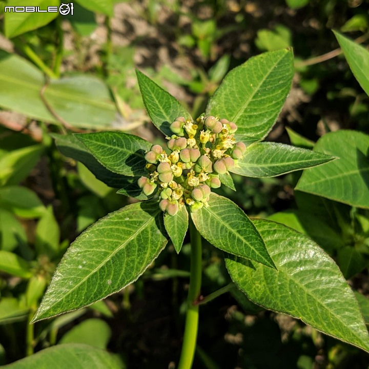 小花蔓澤蘭 台南市歸仁區台86旁便道 11/10