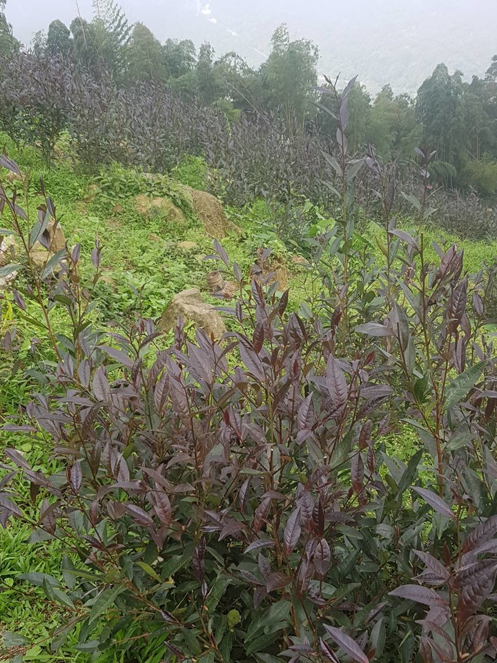 紫芽山茶