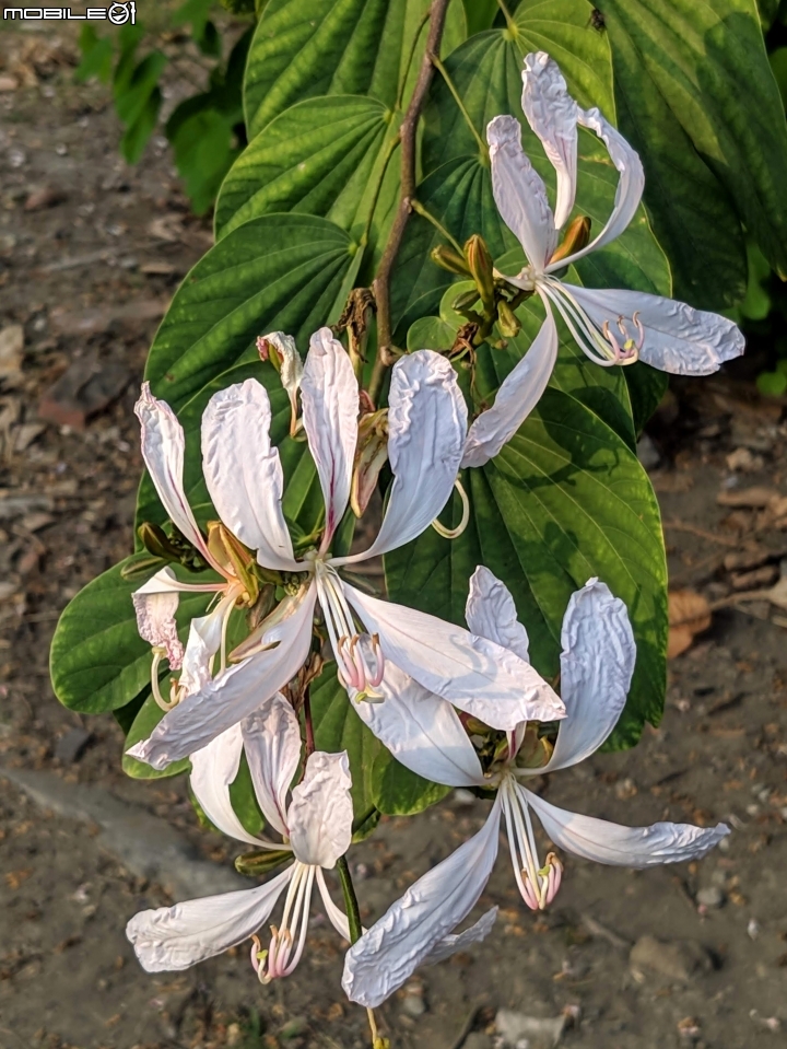洋紫荊 高雄市橋頭區橋頭糖廠 11/01