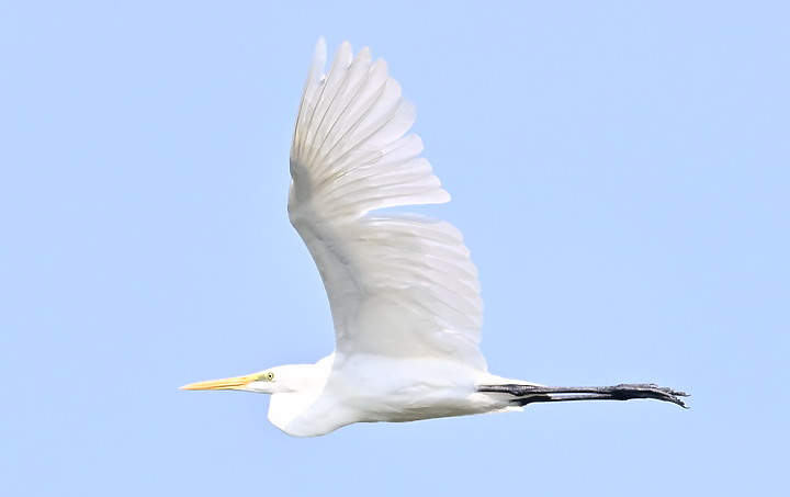 Z50可以勝任拍鳥：八哥趕老鷹，鸕鶿壯盛大軍說明，但不要加倍鏡，要加電池。