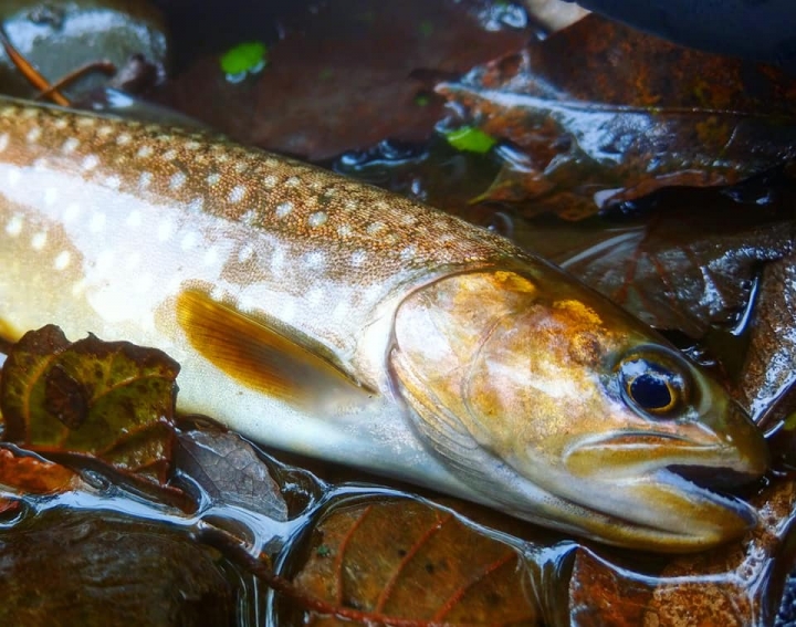 Fishing Traveler (環球釣者) - 感謝日本Huerco職業釣手帶釣 - 巨物狗鮭和粉紅鮭的逆襲、日本雨鱒、彩虹鱒爆釣！- Part 2