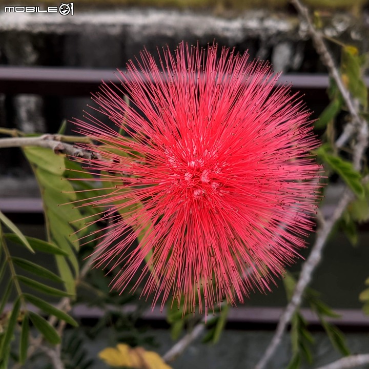 紅合歡(紅絨球)+錫葉藤 台南市柳營區太康綠色隧道旁 11/16