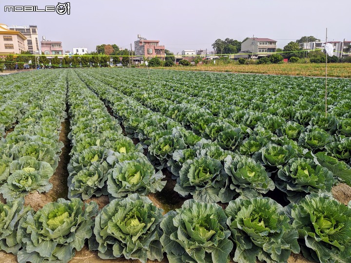 善化胡麻節+紫鈴藤 台南市善化區農會 11/16