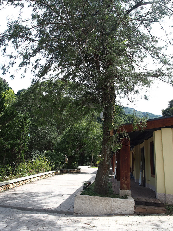 新竹 五峰 清泉一號吊橋與藝術之森 — 重生後的最資深吊橋,深山林內的藝術園區