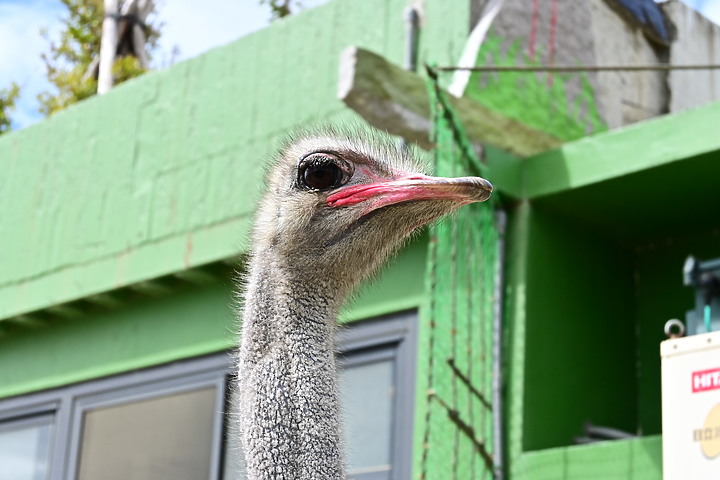 點我看大圖 Z50+200-500mm恆春鳥族8號太空站拍鳥趣
