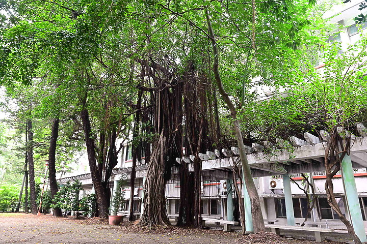 點我看大圖 Z7+14-30mm F4.0 S實拍600多人大合照:高雄女中77級78級畢業30重聚