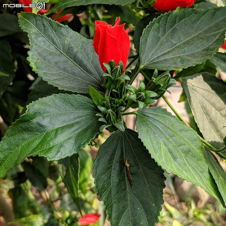 波斯菊花海+毛茉莉 台南市後壁區南80鄉道 11/16