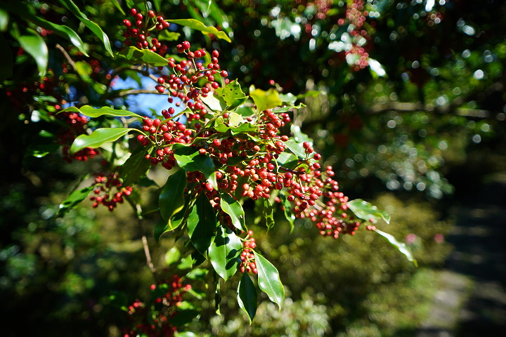 Samyang AF 18mm F2.8 FE 超廣角評測|輕巧鏡身 親民價格!