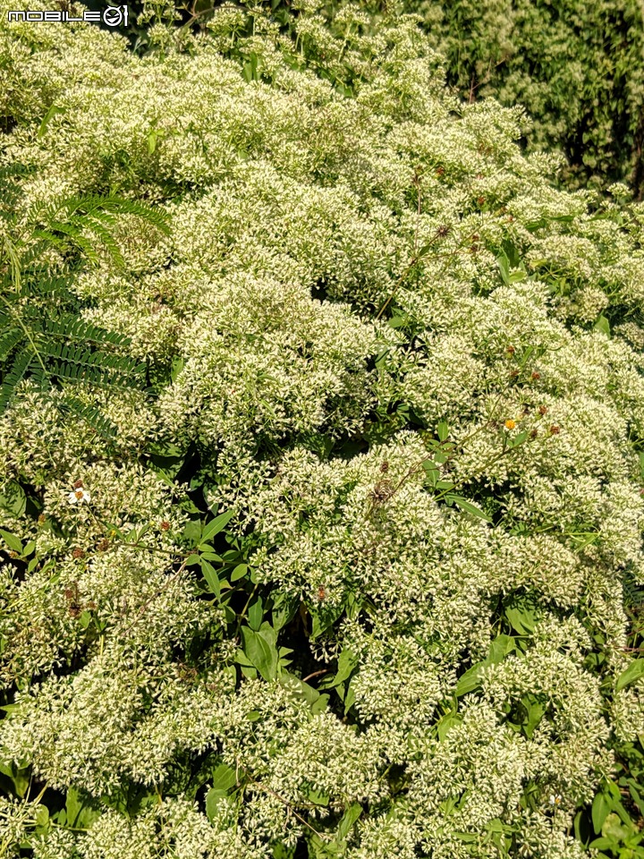 小花蔓澤蘭 台南市歸仁區台86旁便道 11/10
