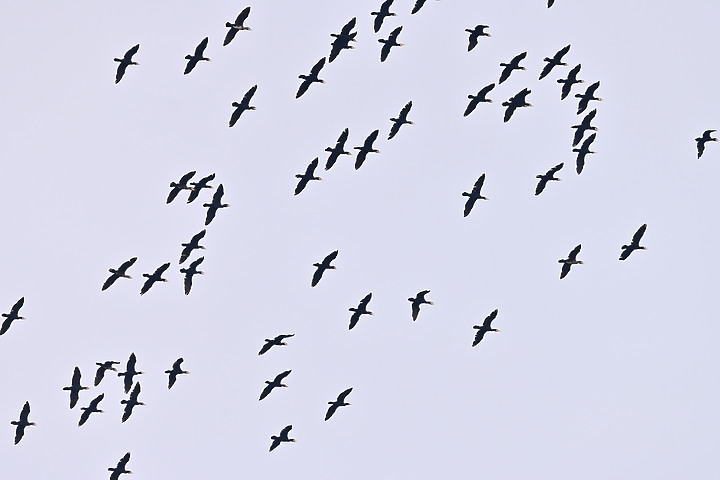 Z50可以勝任拍鳥：八哥趕老鷹，鸕鶿壯盛大軍說明，但不要加倍鏡，要加電池。